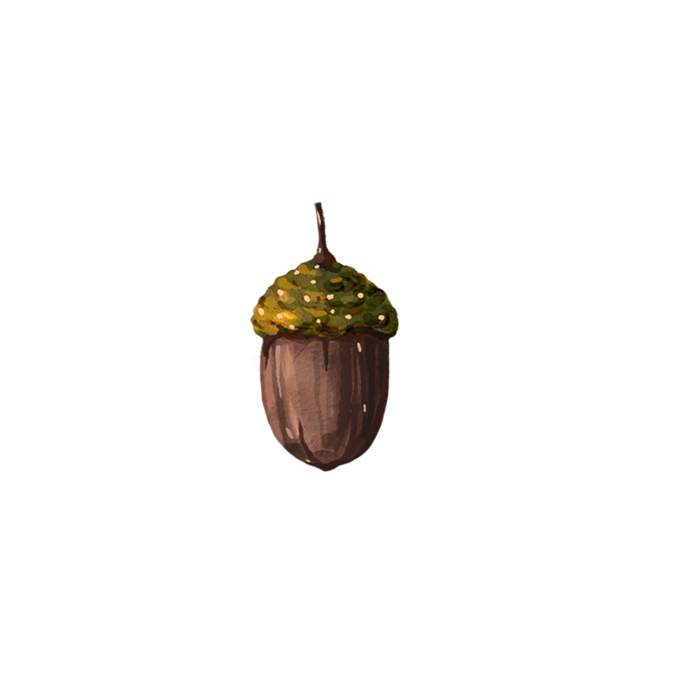 Acorns